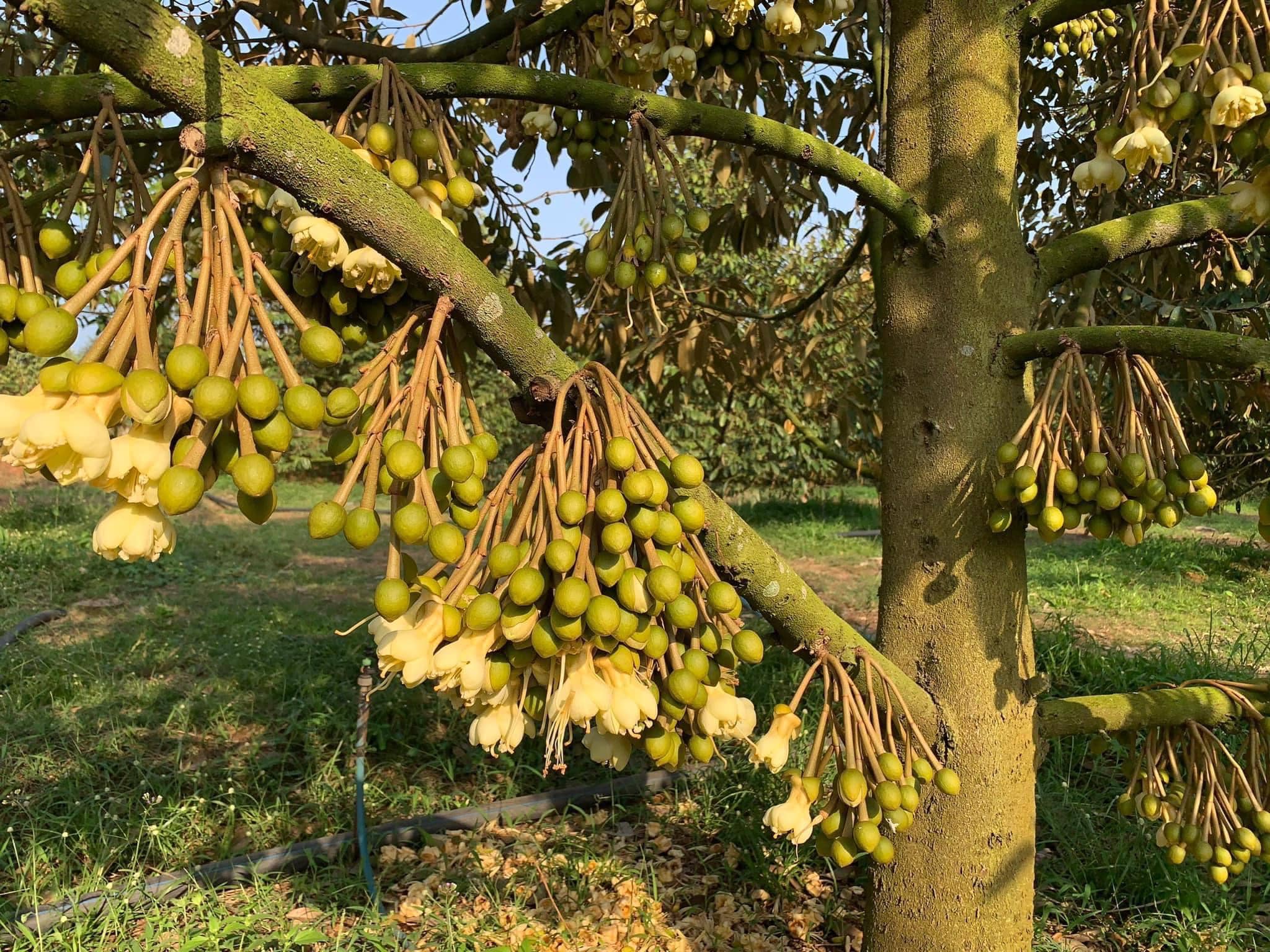 CHĂM SÓC SẦU RIÊNG SAU XỔ NHỤY