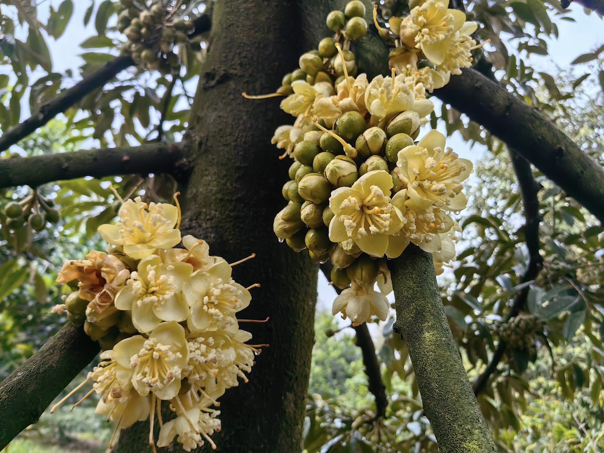 Hướng dẫn kỹ thuật chăm sóc sầu riêng