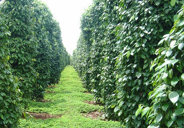 CHĂM SÓC CÂY HỒ TIÊU GIAI ĐOẠN RA HOA