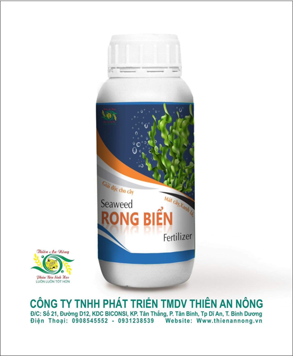 RONG BIỂN CAO CẤP