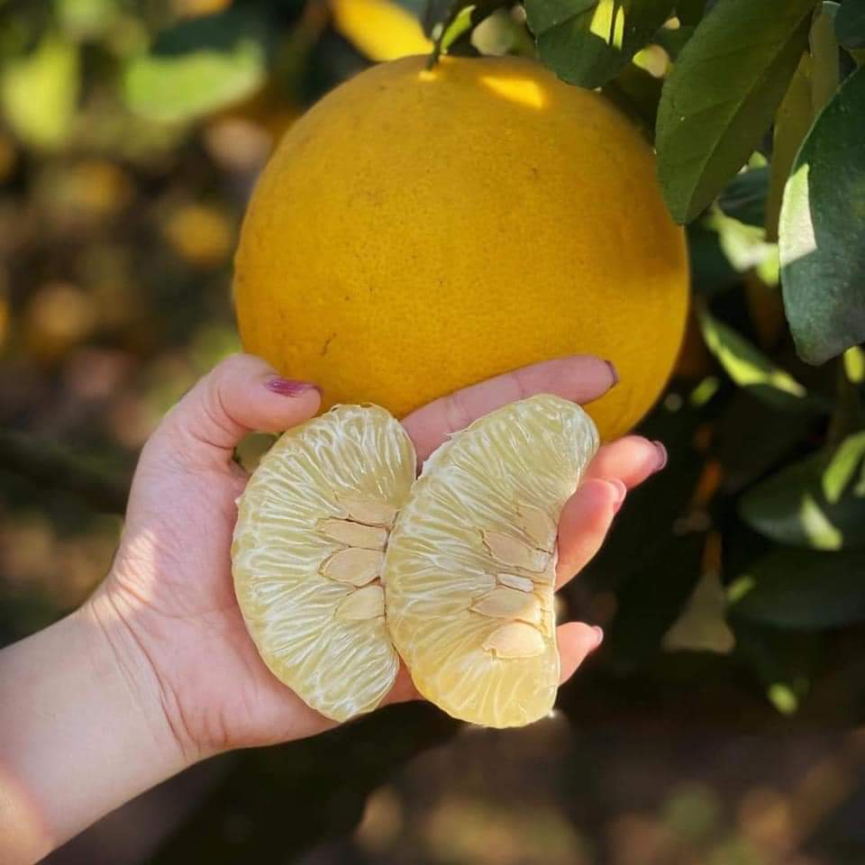 Trồng Và Chăm Sóc Cây Bưởi Diễn Đạt Năng Suất Cao