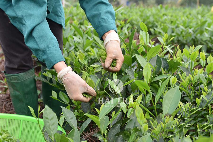 Kỹ Thuật Trồng Và Chăm Sóc Cây Chè Xanh