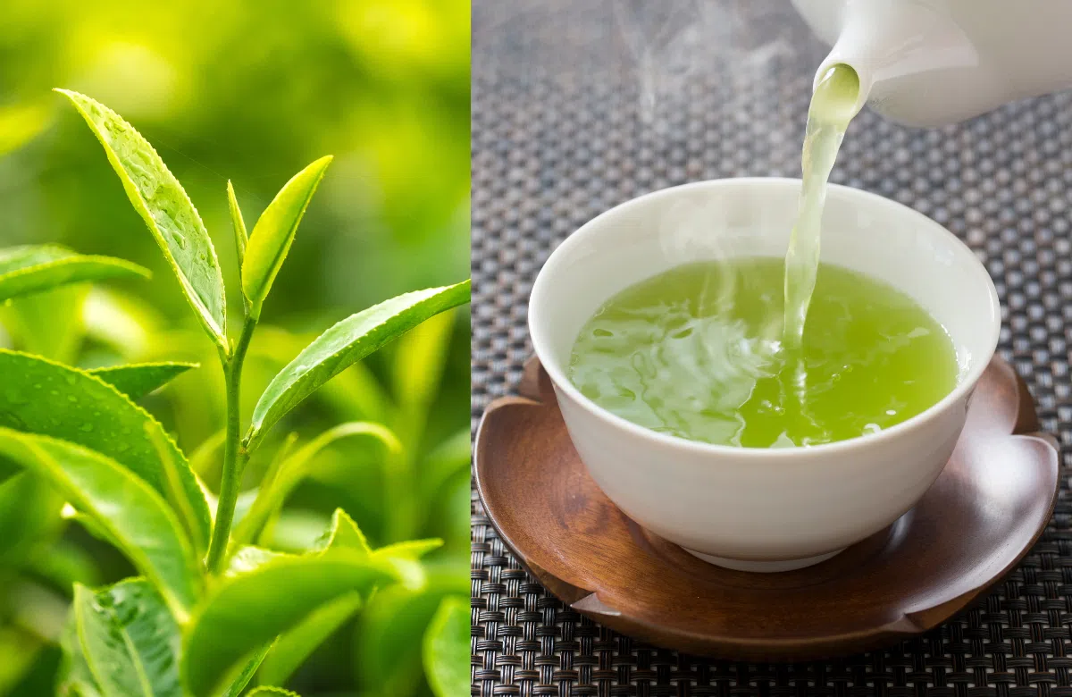 Kỹ Thuật Trồng Và Chăm Sóc Cây Chè Xanh