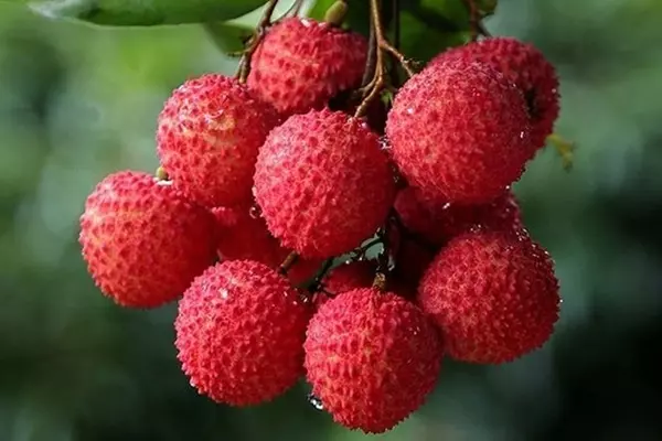 Hướng Dẫn Kỹ Thuật Chăm sóc cây Vải Thiều