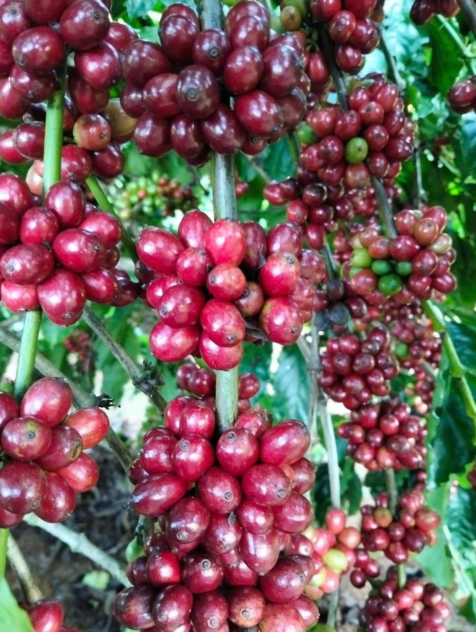 BÀ CON NÔNG DÂN XÃ TÀ NĂNG, HUYỆN ĐỨC TRỌNG TRÚNG MÙA CÀ PHÊ NHỜ CHĂM SÓC ĐÚNG KĨ THUẬT